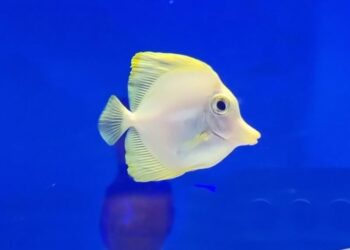 Hawaii doctor accused of trying to kill wife on hiking trail pleads not guilty – ABC News