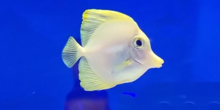 Hawaii doctor accused of trying to kill wife on hiking trail pleads not guilty – ABC News