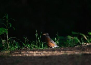 Why high-net-worth Americans are banking in Switzerland – Fast Company