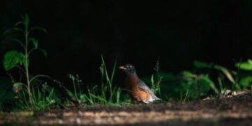 Why high-net-worth Americans are banking in Switzerland – Fast Company