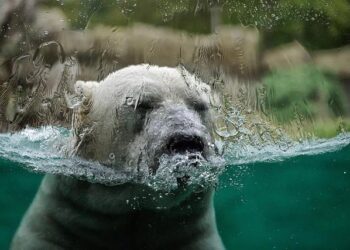 Climate change is lifting South Africa out of the ocean, study finds – Phys.org