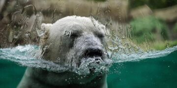 Climate change is lifting South Africa out of the ocean, study finds – Phys.org