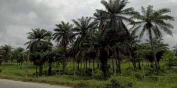 Location Announced for Eket Nigeria Temple – newsroom.churchofjesuschrist.org