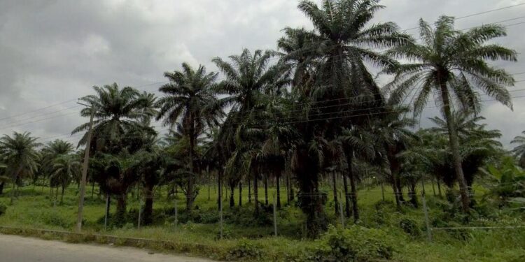 Location Announced for Eket Nigeria Temple – newsroom.churchofjesuschrist.org