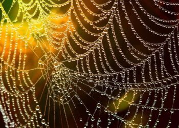 Unraveling the fragility trap in the Central African Republic civil war – World Bank Blogs