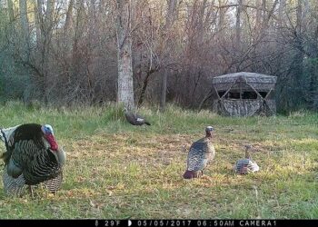 Expert Advice on When to Change Turkey Decoy Spread – Game & Fish Magazine