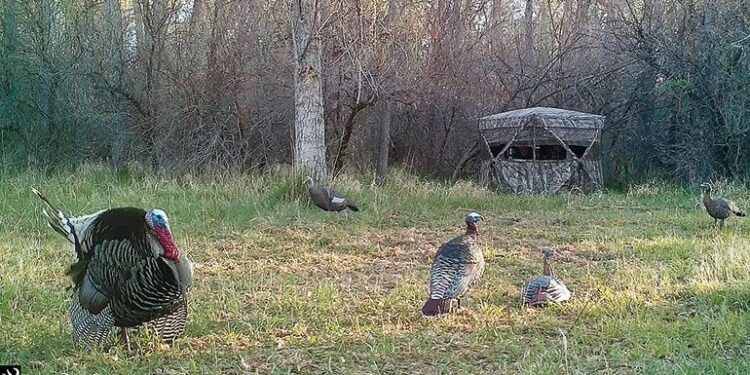 Expert Advice on When to Change Turkey Decoy Spread – Game & Fish Magazine
