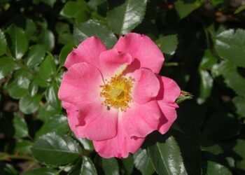 UNICEF in Senegal – unicef usa