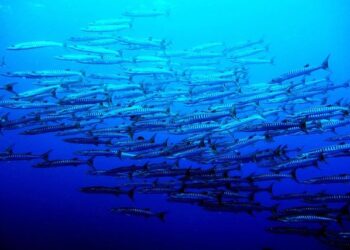 Palau travel – Lonely Planet