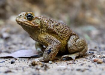 An invasive frog in the Marshall Islands is displacing native species and threatening local ecosystems – Phys.org