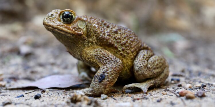 An invasive frog in the Marshall Islands is displacing native species and threatening local ecosystems – Phys.org