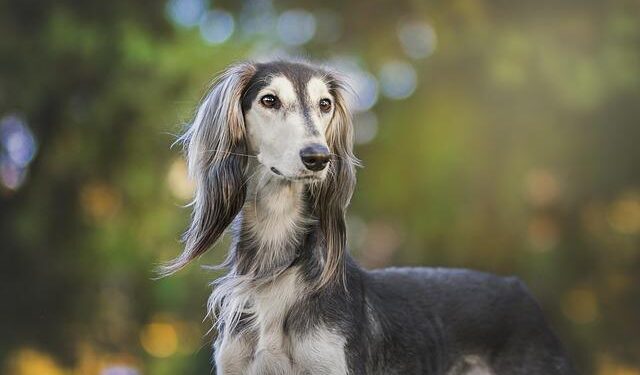 The battle to ban greyhound racing in Scotland – BBC