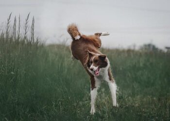 Business grinds to a halt at Chirundu Border Post as Zambians, Zimbabweans square off – NewZimbabwe.com
