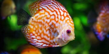 Opinion: “UK must ban blood-stained fish from the Faroe Islands” – Oceanographic Magazine