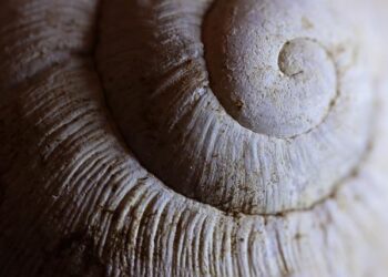 Shell writes down Namibia oil discovery in blow to country – Reuters