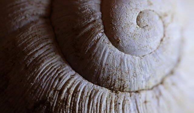 Shell writes down Namibia oil discovery in blow to country – Reuters