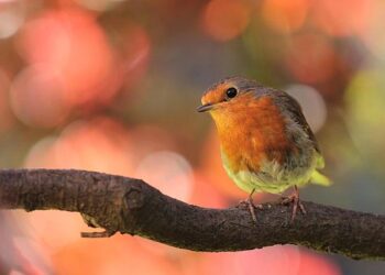 INS Sunayna Reaches Mauritius for Joint Patrols – Construction World