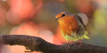 INS Sunayna Reaches Mauritius for Joint Patrols – Construction World