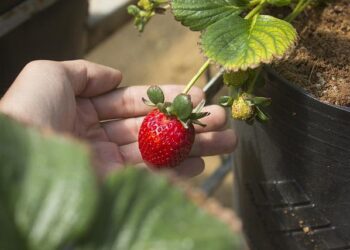 Tiny landlocked country will be destroyed by Trump’s highest tariff, analyst warns – The Independent