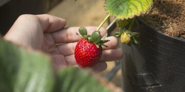 Tiny landlocked country will be destroyed by Trump’s highest tariff, analyst warns – The Independent