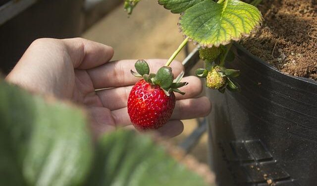 Tiny landlocked country will be destroyed by Trump’s highest tariff, analyst warns – The Independent