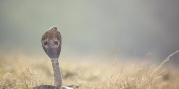 New snake species discovered in Papua New Guinea – USA Today
