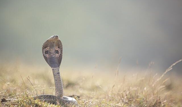New snake species discovered in Papua New Guinea – USA Today