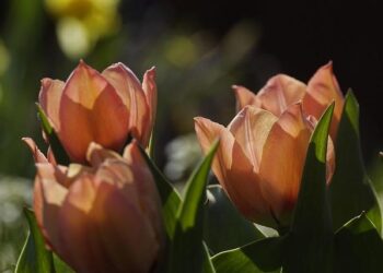 Status quo or a salmon revolution? Anything could happen in Tasmania’s five crucial seats – The Guardian