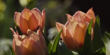 Status quo or a salmon revolution? Anything could happen in Tasmania’s five crucial seats – The Guardian