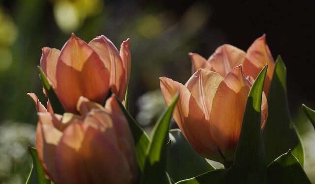 Status quo or a salmon revolution? Anything could happen in Tasmania’s five crucial seats – The Guardian