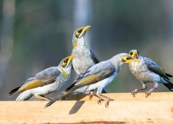 Meet the only Minor Leaguer from one of the world’s smallest nations – MLB.com