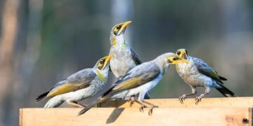 Meet the only Minor Leaguer from one of the world’s smallest nations – MLB.com