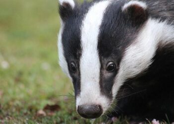BREAKING: Badgers add 19-year-old Lithuanian forward – Bucky’s 5th Quarter