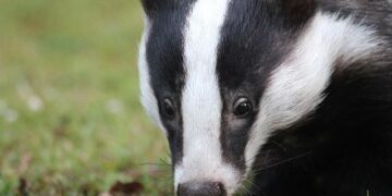 BREAKING: Badgers add 19-year-old Lithuanian forward – Bucky’s 5th Quarter