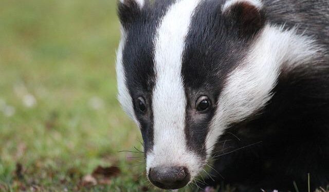 BREAKING: Badgers add 19-year-old Lithuanian forward – Bucky’s 5th Quarter