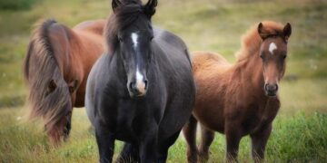 Inside the Icelandic Town Fighting To Save Baby Puffins – atmos.earth