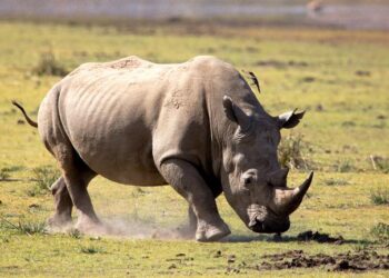 Rhinos went extinct in Uganda 40 years ago. Now, a private ranch is home to almost 50 – CNN