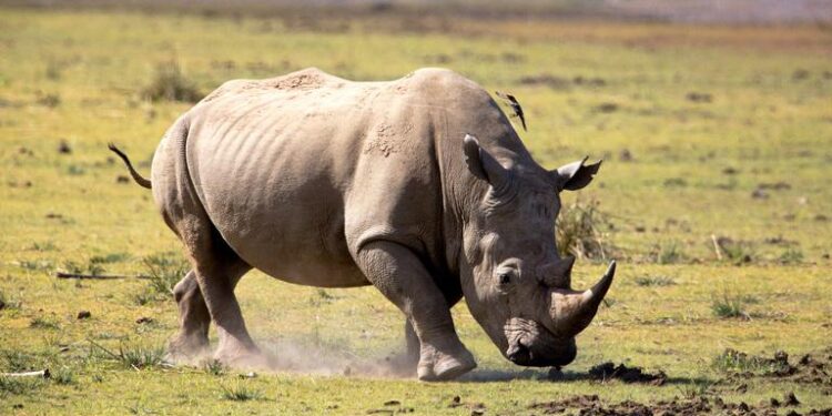 Rhinos went extinct in Uganda 40 years ago. Now, a private ranch is home to almost 50 – CNN