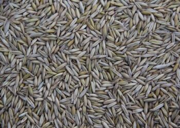 Seized ship smuggling stolen Ukrainian grain from Crimea sailed under Tanzanian flag – social media – Ukrinform