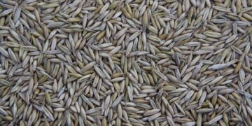 Seized ship smuggling stolen Ukrainian grain from Crimea sailed under Tanzanian flag – social media – Ukrinform