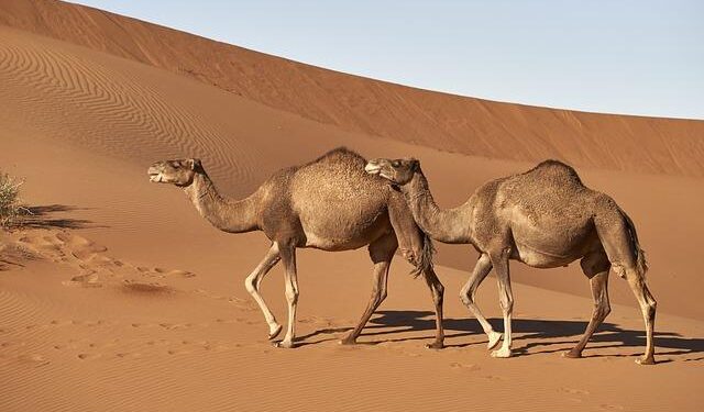 Documenting the Dromedary Camels of Mauritania – Magnum Photos