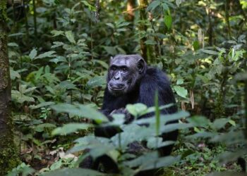 Wild chimpanzees filmed by scientists bonding over alcoholic fruit – The Guardian