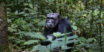 Wild chimpanzees filmed by scientists bonding over alcoholic fruit – The Guardian