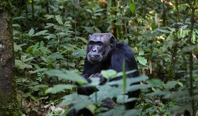 Wild chimpanzees filmed by scientists bonding over alcoholic fruit – The Guardian