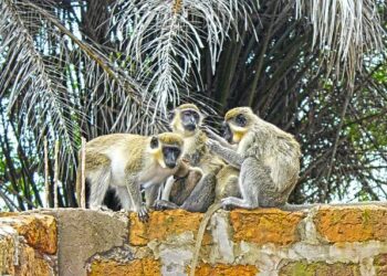 Preserving The Gambia’s FGM Law Is Only the Start – CSIS | Center for Strategic and International Studies