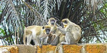 Preserving The Gambia’s FGM Law Is Only the Start – CSIS | Center for Strategic and International Studies