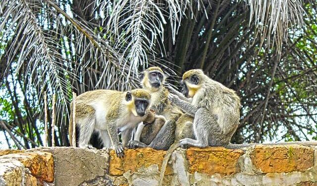 Preserving The Gambia’s FGM Law Is Only the Start – CSIS | Center for Strategic and International Studies