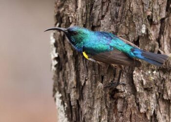 Southern African bloc begins troop withdrawal from DR Congo – Anadolu Ajansı