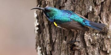 Southern African bloc begins troop withdrawal from DR Congo – Anadolu Ajansı