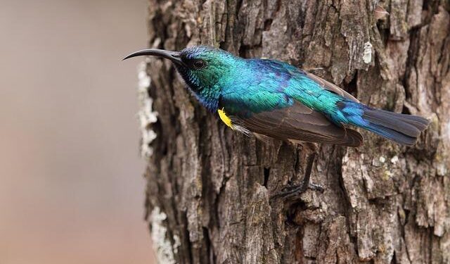 Southern African bloc begins troop withdrawal from DR Congo – Anadolu Ajansı